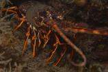 Crabs & Relatives